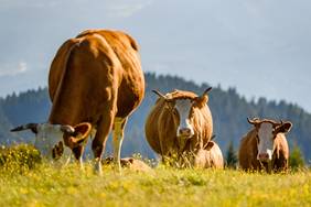 Können wir uns Nutztiere in Zukunft noch leisten?