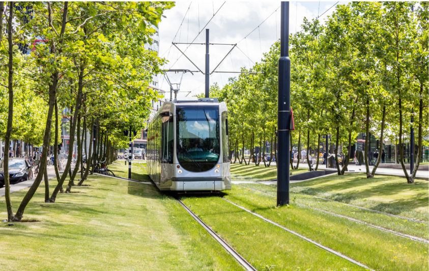 Stadtnatur vor der eigenen Haustür – Klimaanpassung und Biodiversität in der eigenen Nachbarschaft fördern